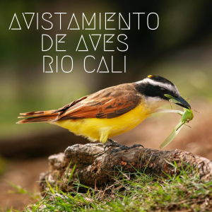 Avistamiento Río Cali