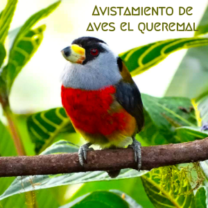 avistamiento ave queremal walkingtime tours
