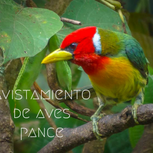 Avistamieto de Aves Pance